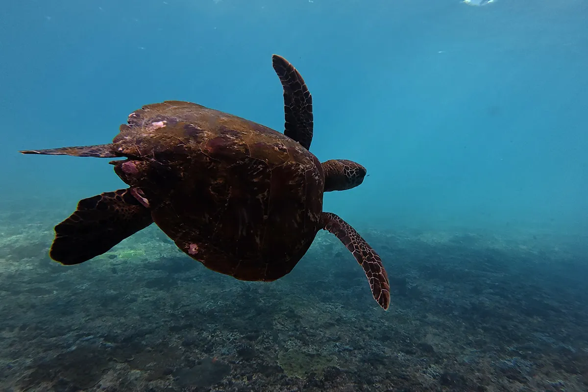 A turtle glides past on our Nusa Lembongan Iain Campbell trip, making the small gesture of picking up some rubbish more than worth it!