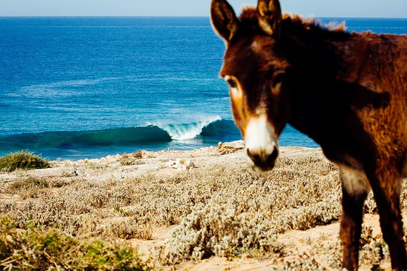 Travel Insurance for Bodyboarding